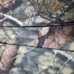 PS1/N5RR7-1 2022 Nieuw product Bedrukt 100D poly-spandexweefsel met 3 lagen gelamineerd met polyfleece